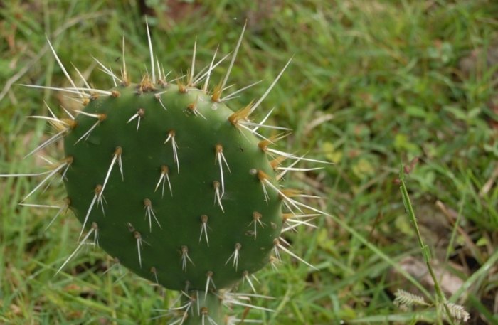 仙人掌種子發芽時間