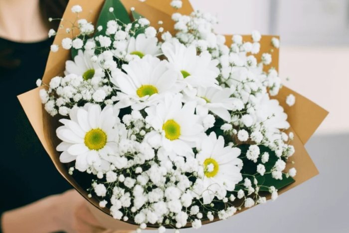 不同顏色雛菊花語 不同顏色雛菊花語