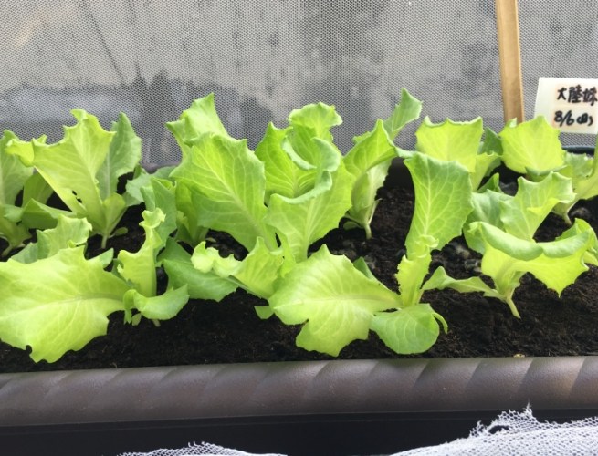 居家種菜 居家種菜