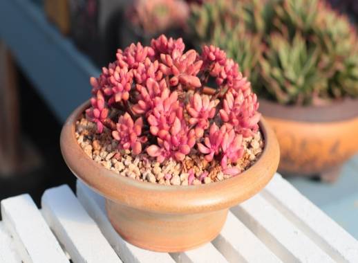 冬天多肉照顧 冬天多肉照顧