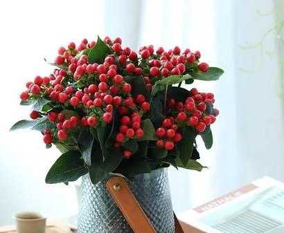 代表思念的植物