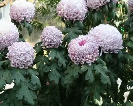 菊花种植技巧 菊花种植技巧