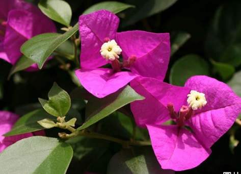 勒杜鵑安全種植 勒杜鵑安全種植