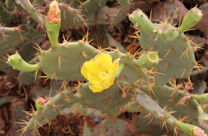 仙人掌黃化原因 仙人掌黃化原因