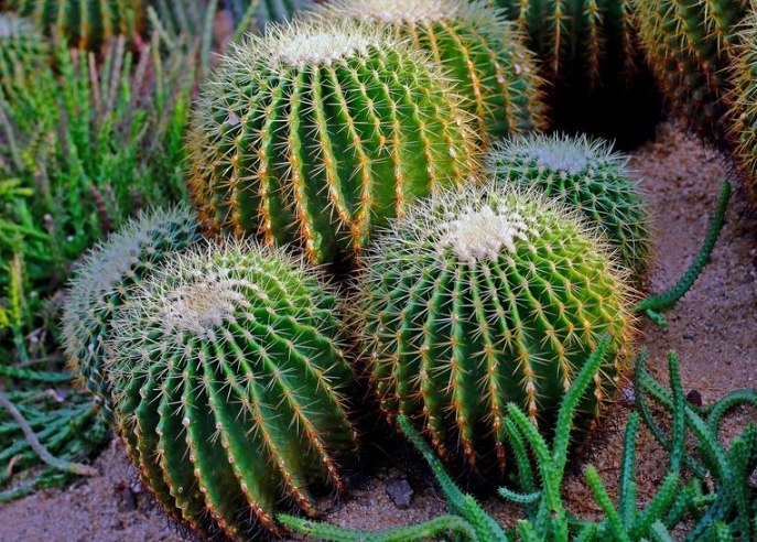 仙人掌種植方法