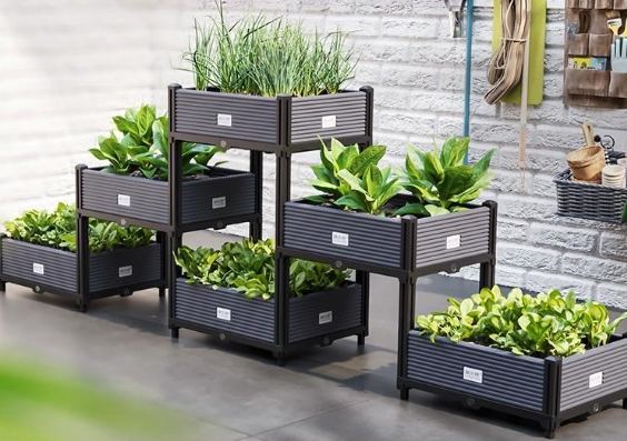 適合盆栽的蔬菜 適合盆栽的蔬菜