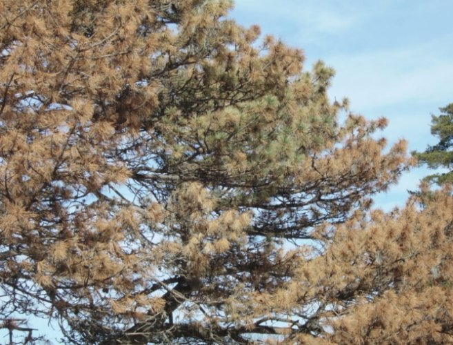 松樹病害治療 松樹病害治療