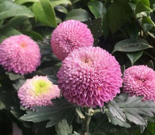 陽台花卉 陽台花卉