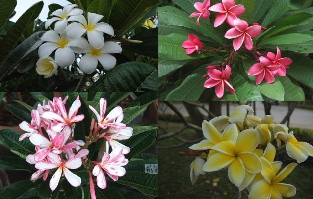 雞蛋花是喬木嗎