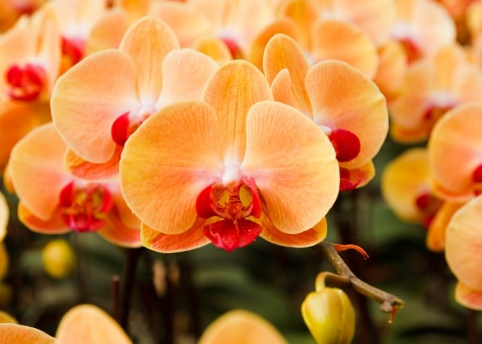 蘭花可以放房間嗎