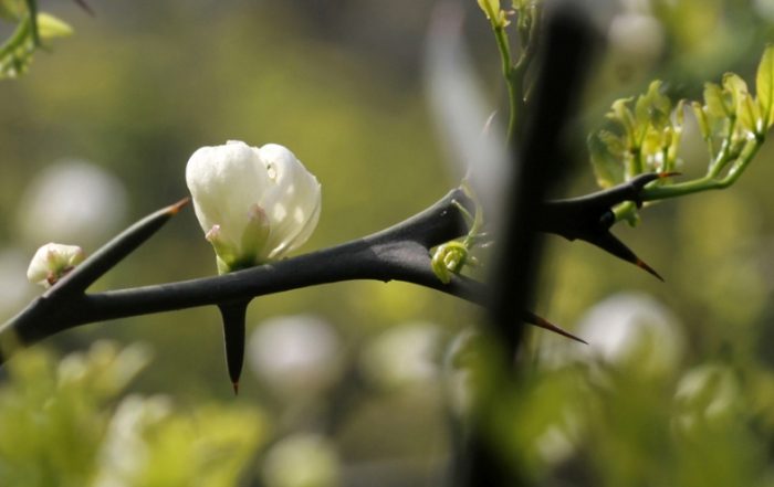 枳花種植 枳花種植