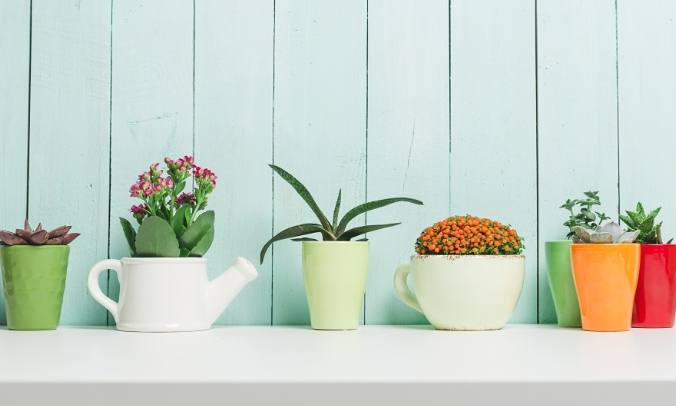 多肉植物澆水頻率 多肉植物澆水頻率