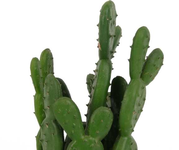 仙人掌變色處理 仙人掌變色處理