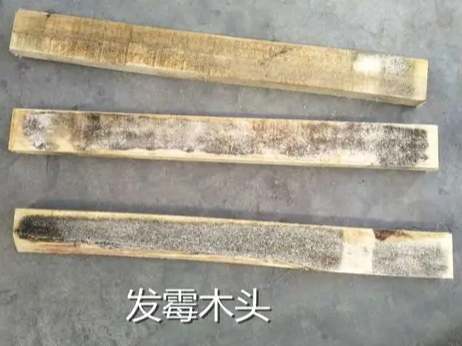 木頭發霉原因 木頭發霉原因