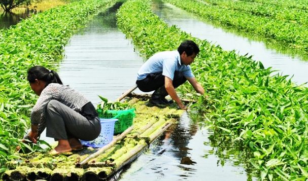 Aquaponics 植物選擇 Aquaponics 植物選擇