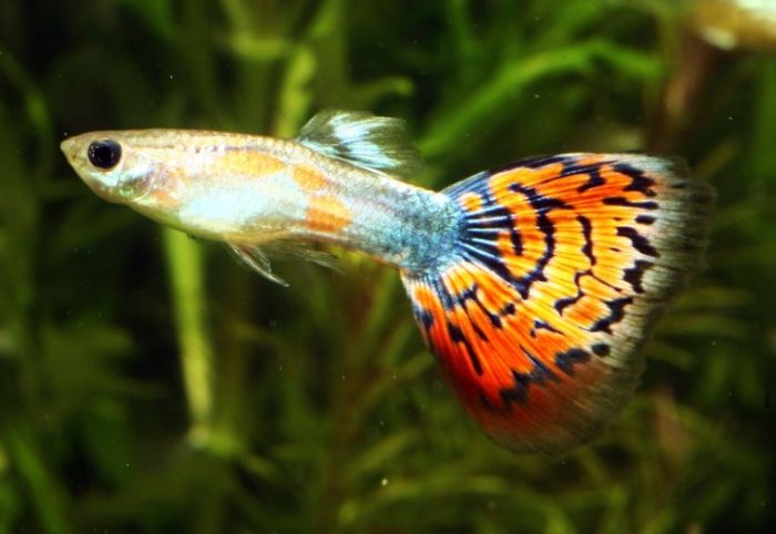 孔雀魚混養推薦 孔雀魚混養推薦