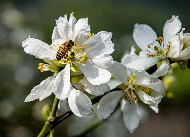 枳花用途 枳花用途