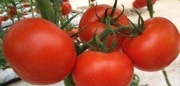 番茄著果劑使用方法