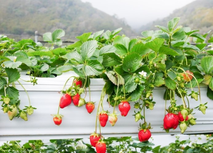 苗栗草莓季節 苗栗草莓季節