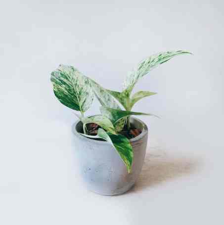 黃金葛養護方法 黃金葛養護方法