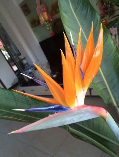 鹤望兰品种 鹤望兰品种