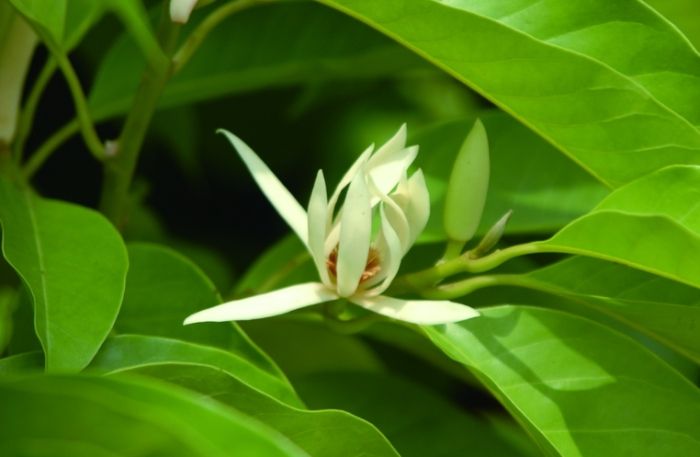 玉蘭花開花季節