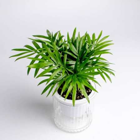 袖珍椰子病蟲害 袖珍椰子病蟲害