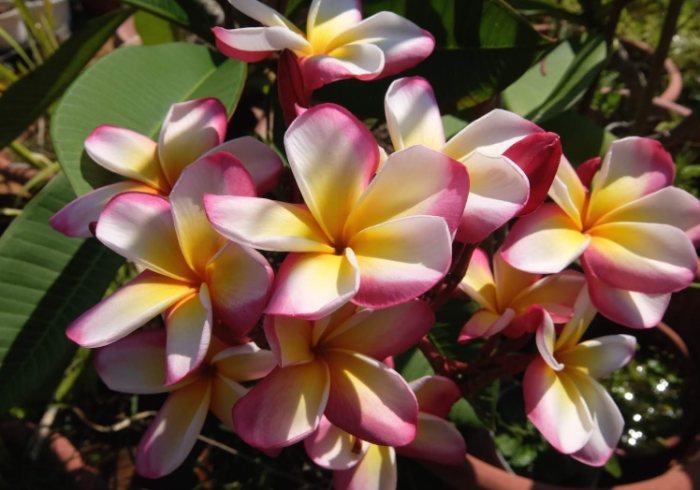 雞蛋花枝條繁殖 雞蛋花枝條繁殖