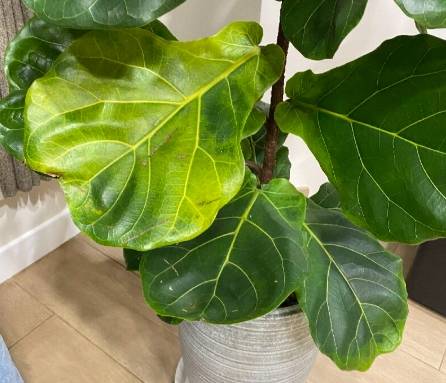 琴葉榕 葉子 枯 琴葉榕 葉子 枯