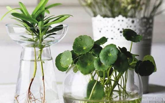 水培植物有哪些