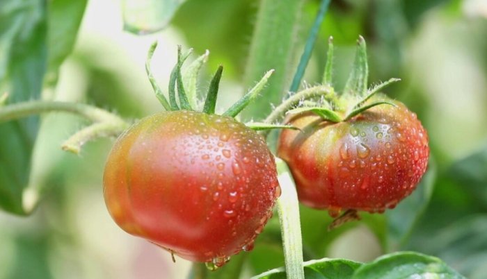 番茄長太高解決方法 番茄長太高解決方法