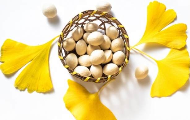 銀杏樹生長週期 銀杏樹生長週期