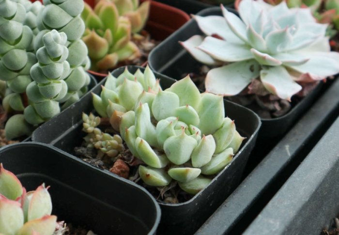 多肉怕冷 多肉怕冷