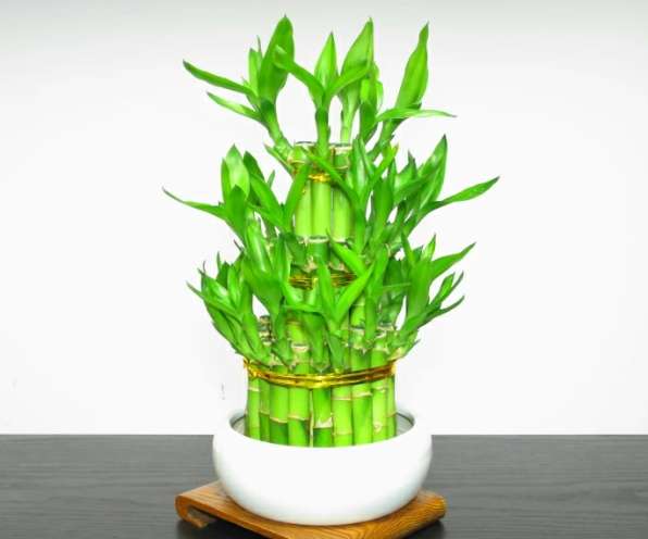 植物修剪必要性 植物修剪必要性