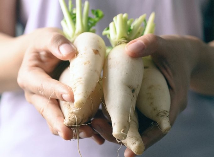 白蘿蔔禁忌中醫 白蘿蔔禁忌中醫