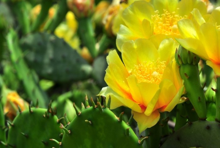 仙人掌種子發芽