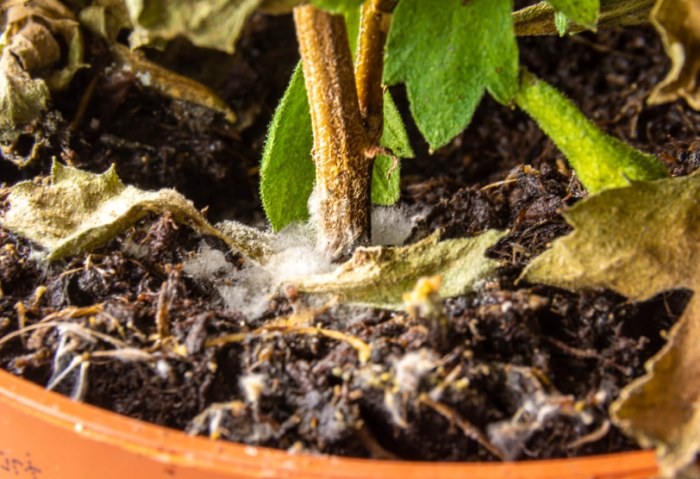 植物发霉怎么办