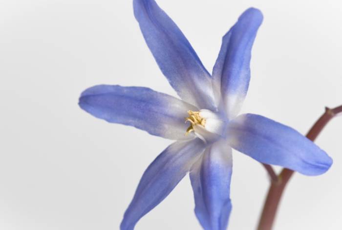 六瓣花種類 六瓣花種類