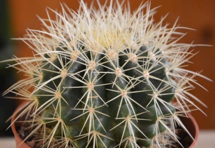 仙人掌病害處理