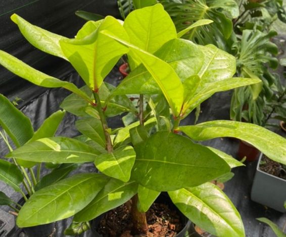 長日照植物 長日照植物