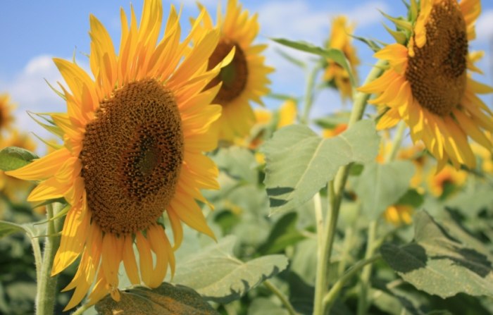 仿生建築設計 仿生建築設計