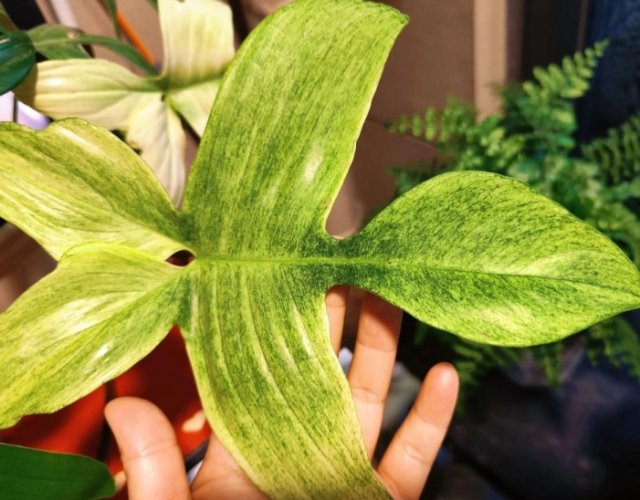 葉片油亮 葉片油亮