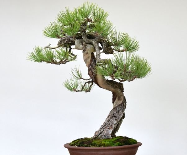 針松樹種植 針松樹種植