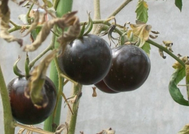 番茄成分全解析：營養價值、健康功效與食用秘訣大公開