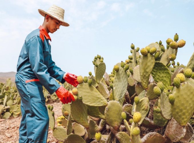 仙人掌養護技巧 仙人掌養護技巧