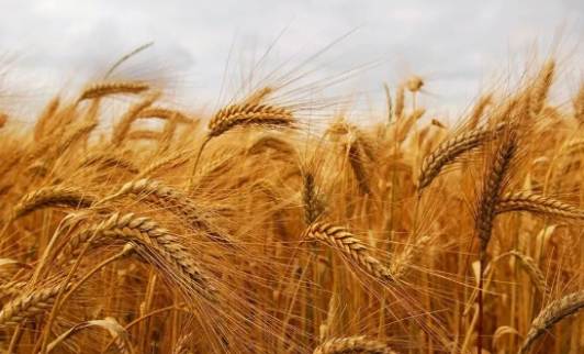 禾本科植物種類