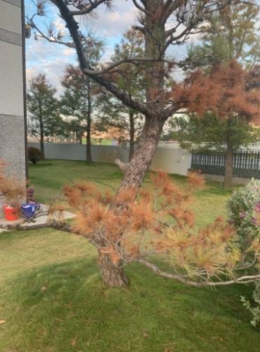 松樹葉子變黃 松樹葉子變黃