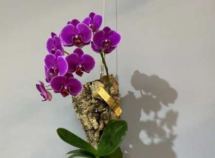 蝴蝶蘭上板教學 蝴蝶蘭上板教學