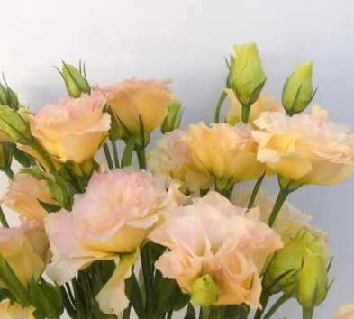 黃色桔梗花 黃色桔梗花