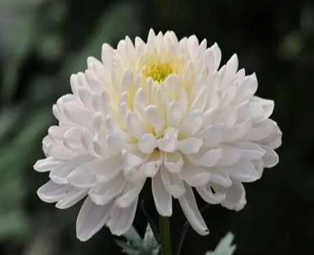 促進菊花開花 促進菊花開花